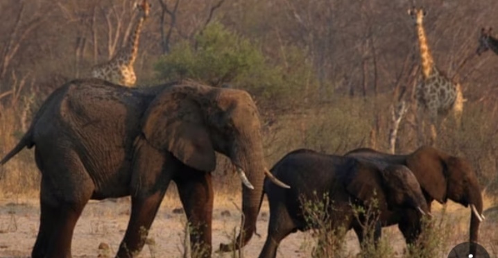 Zimbabwe will cull 200 elephants due to dengerious food shortages, a move that tackle a ballooning population of the animals, the country’s wildlife authority has said.-The Guardian